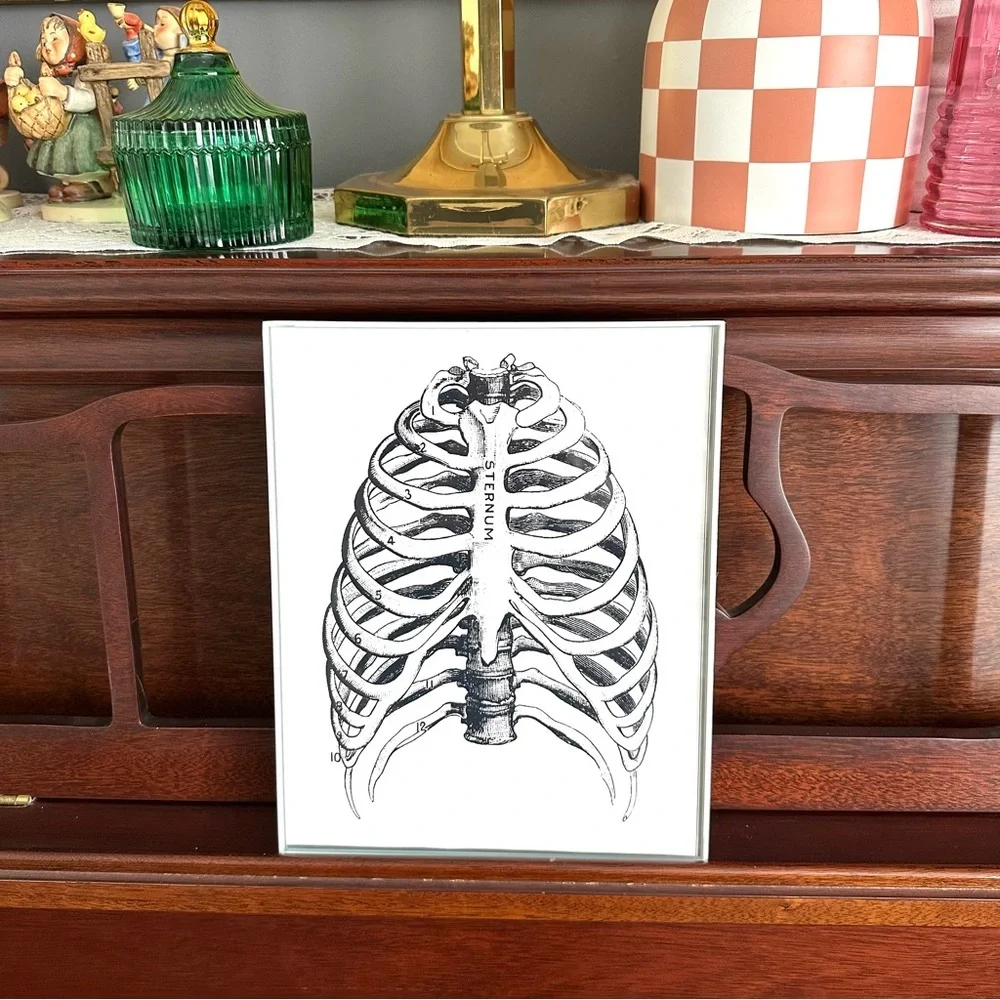 Sternum Ribcage Bone Print Human Anatomy Skeleton Vtg Illustration Framed Art