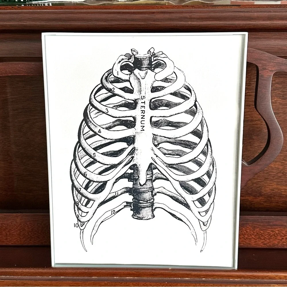 N/A sternum ribcage