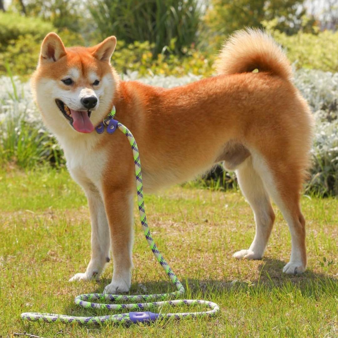 ?? Dog Leash for Pulling Training, Walking, Integrated Collar, No Collar Needed, For Dogs