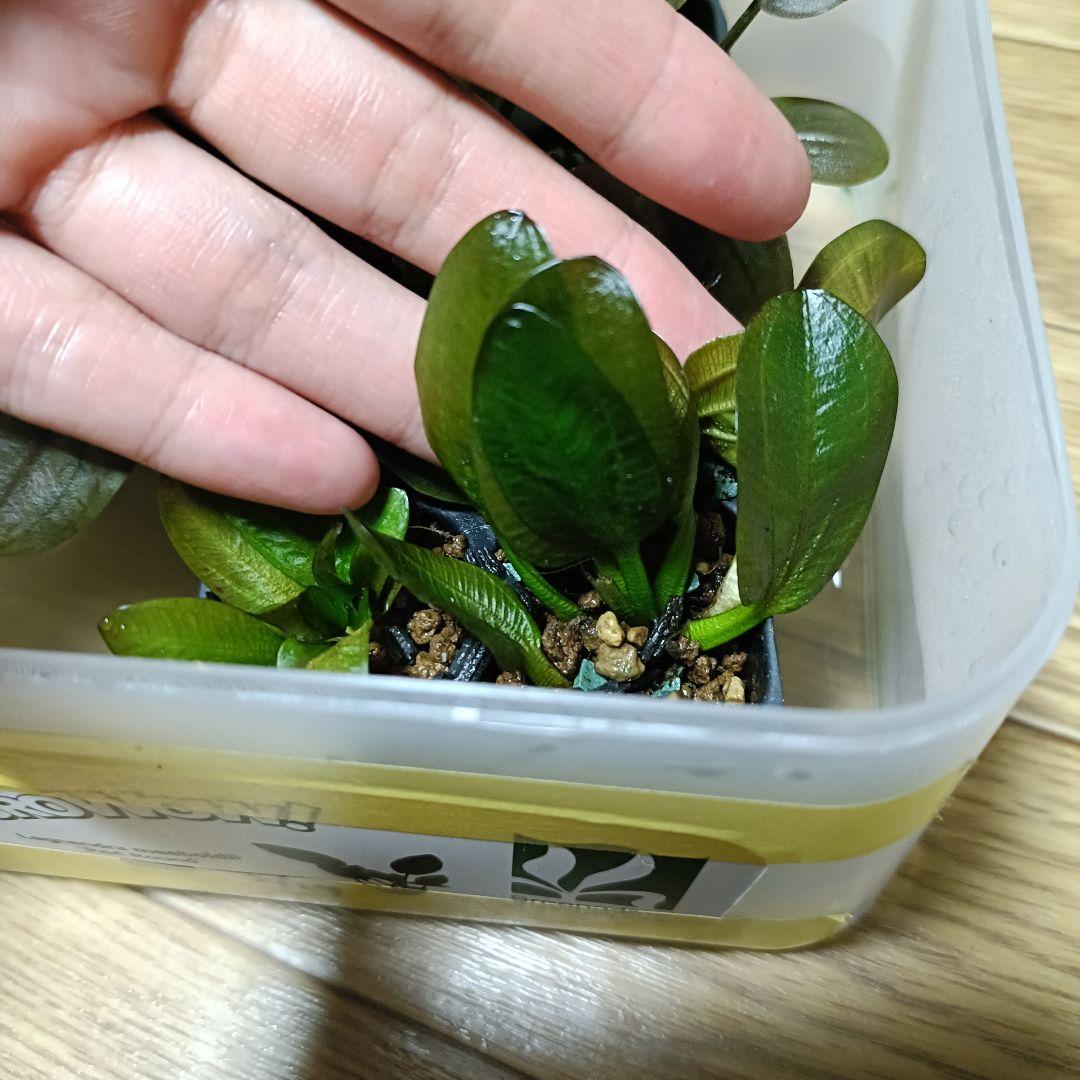 echinodorus reni