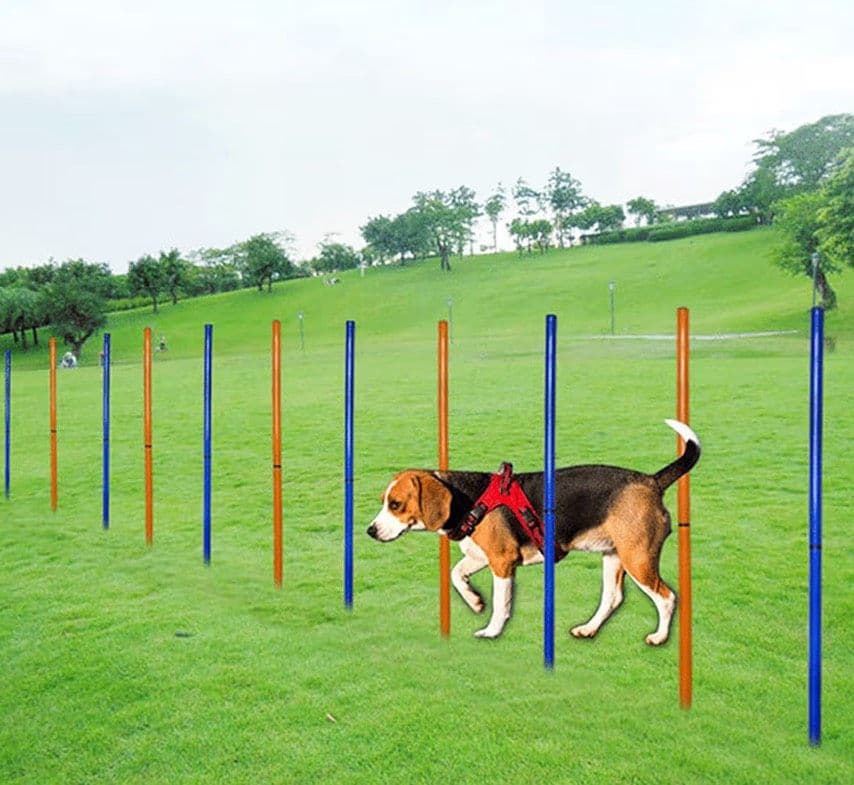 Dog Agility Slalom Obstacle Training