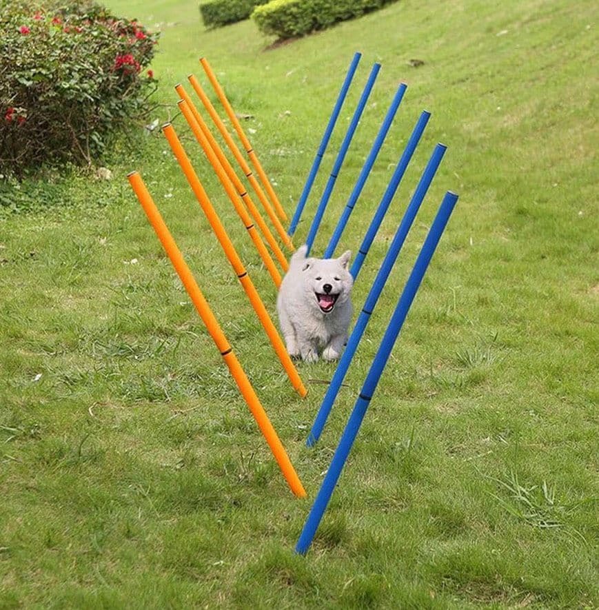outdoor dog