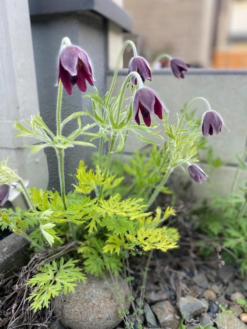 Ultra-rare Pulsatilla cernua seedlings, set of 3 plants. Japanese Pulsatilla, wild plant, gardening.