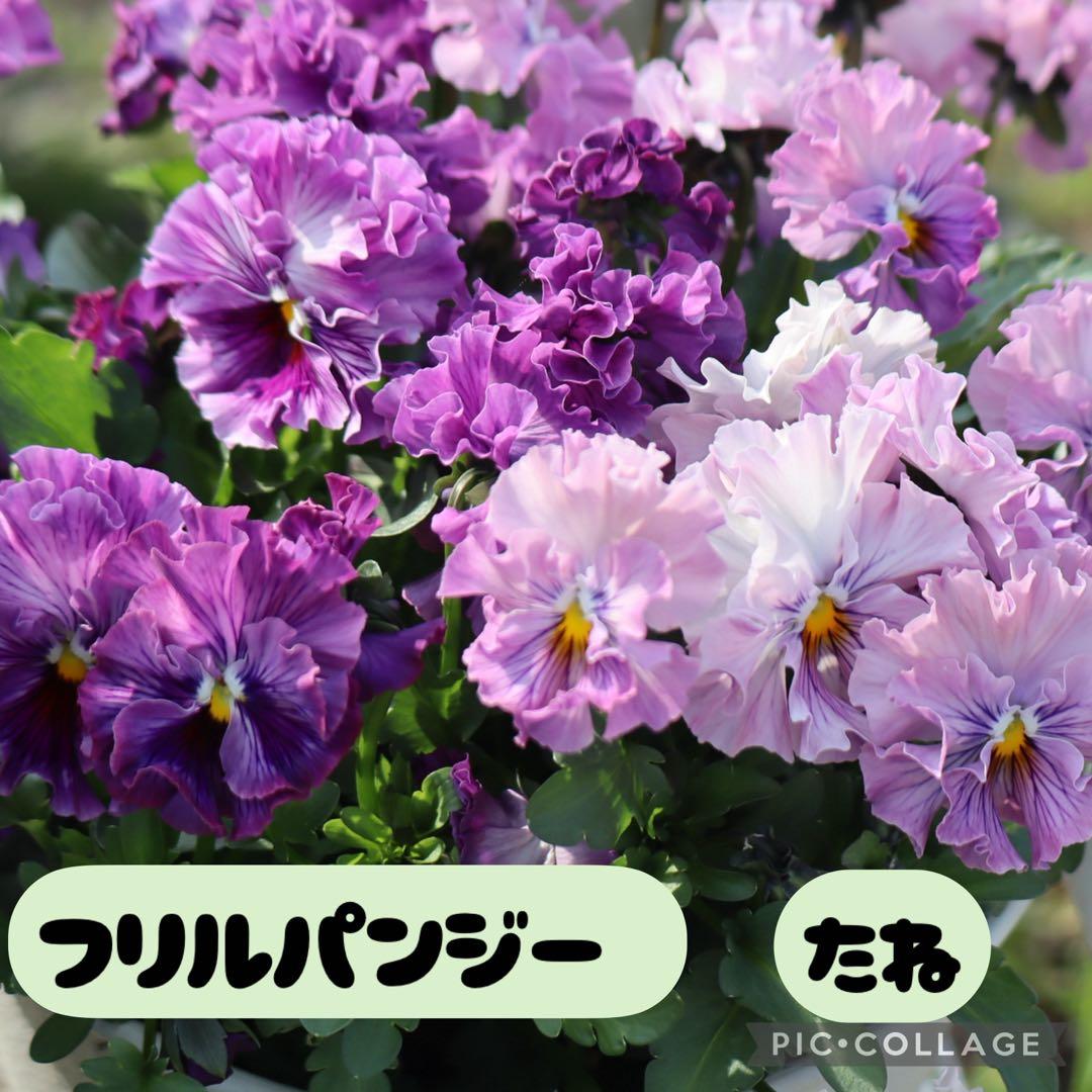 Frilled Pansy Seeds (15+ seeds)