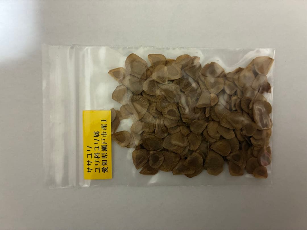 Sasayuri Lily Seeds, 200 seeds + 10% extra, 2025 blooming seeds, produced in Seto City, Aichi Prefecture