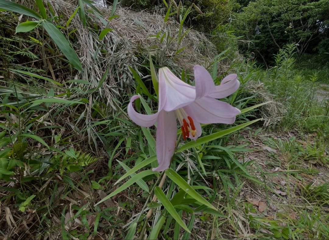 sasayuri lily