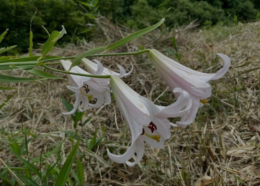 sasayuri lily