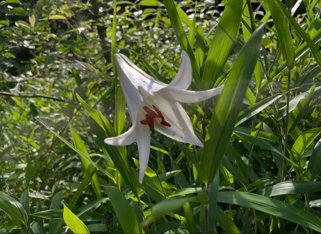 sasayuri lily
