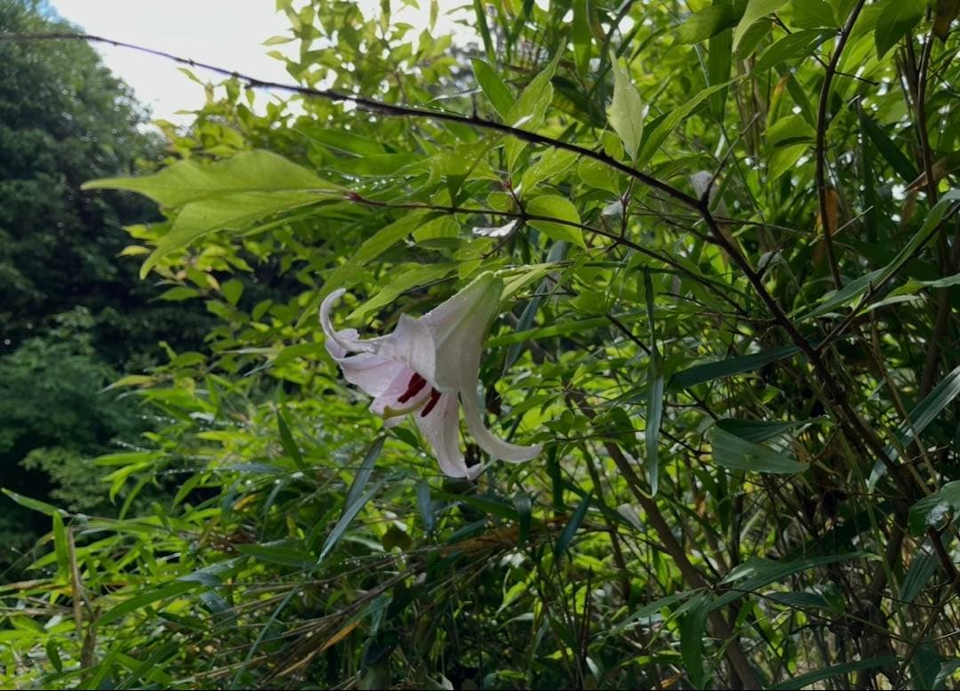 sasayuri lily