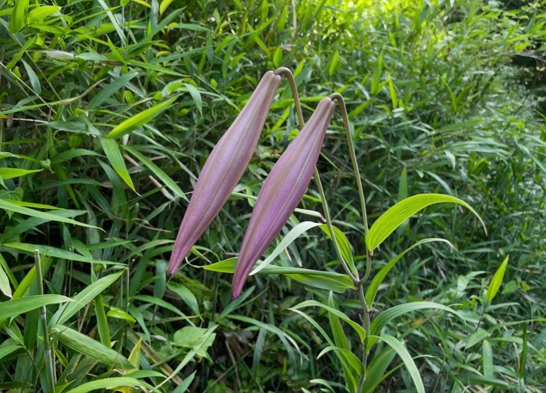 sasayuri lily