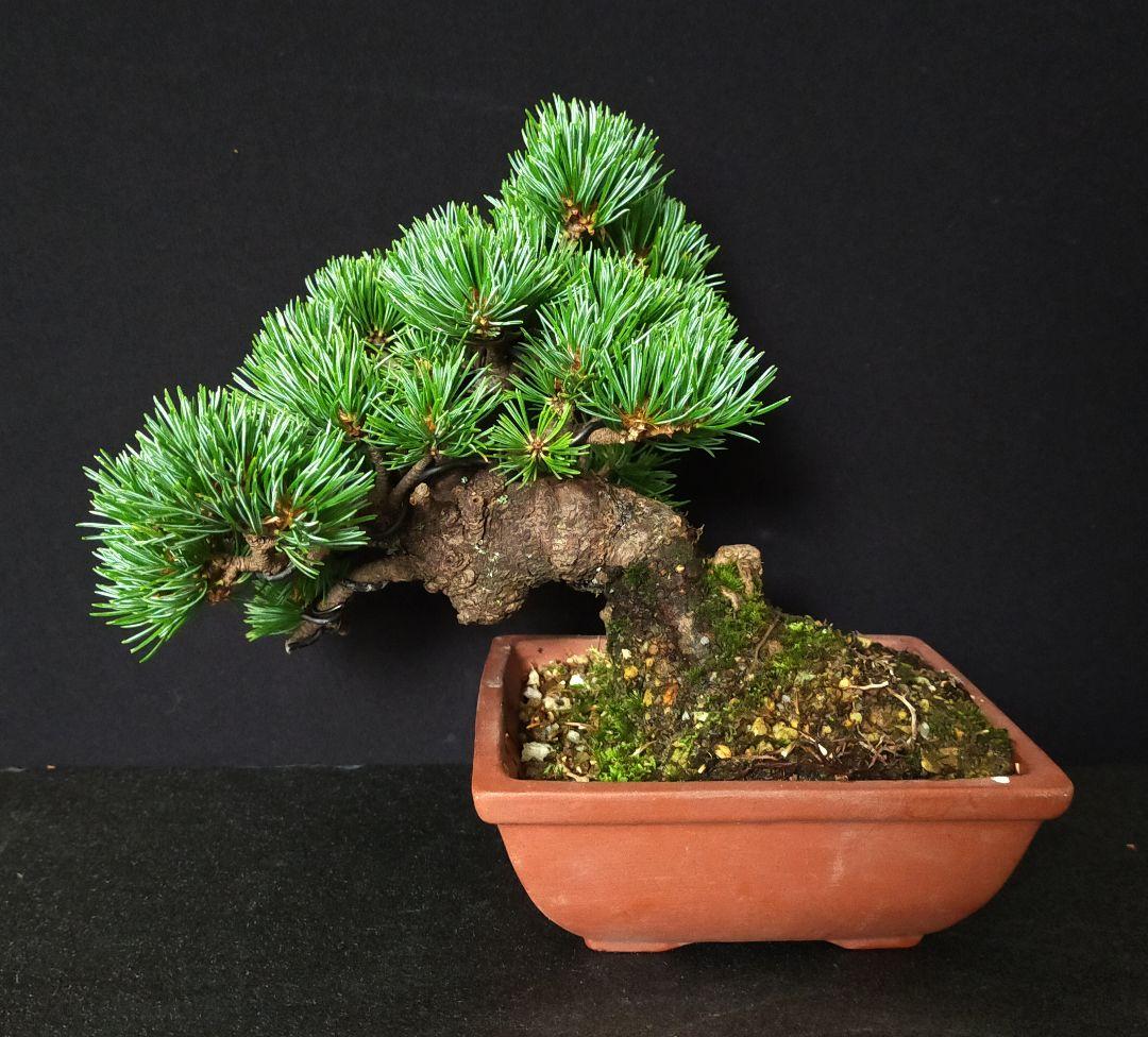 Hachiyou Go-yo Matsu (Japanese White Pine) 