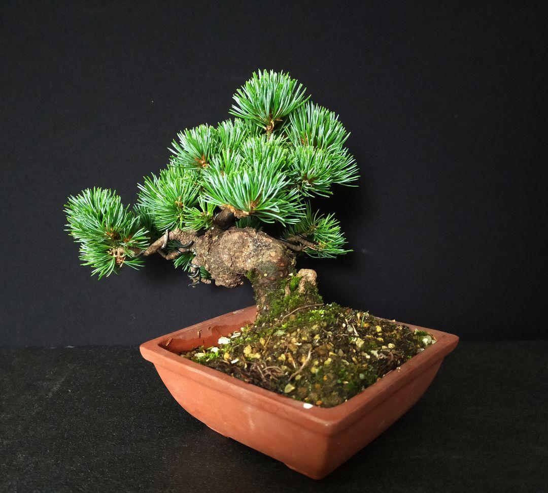 hachifusa goyomatsu