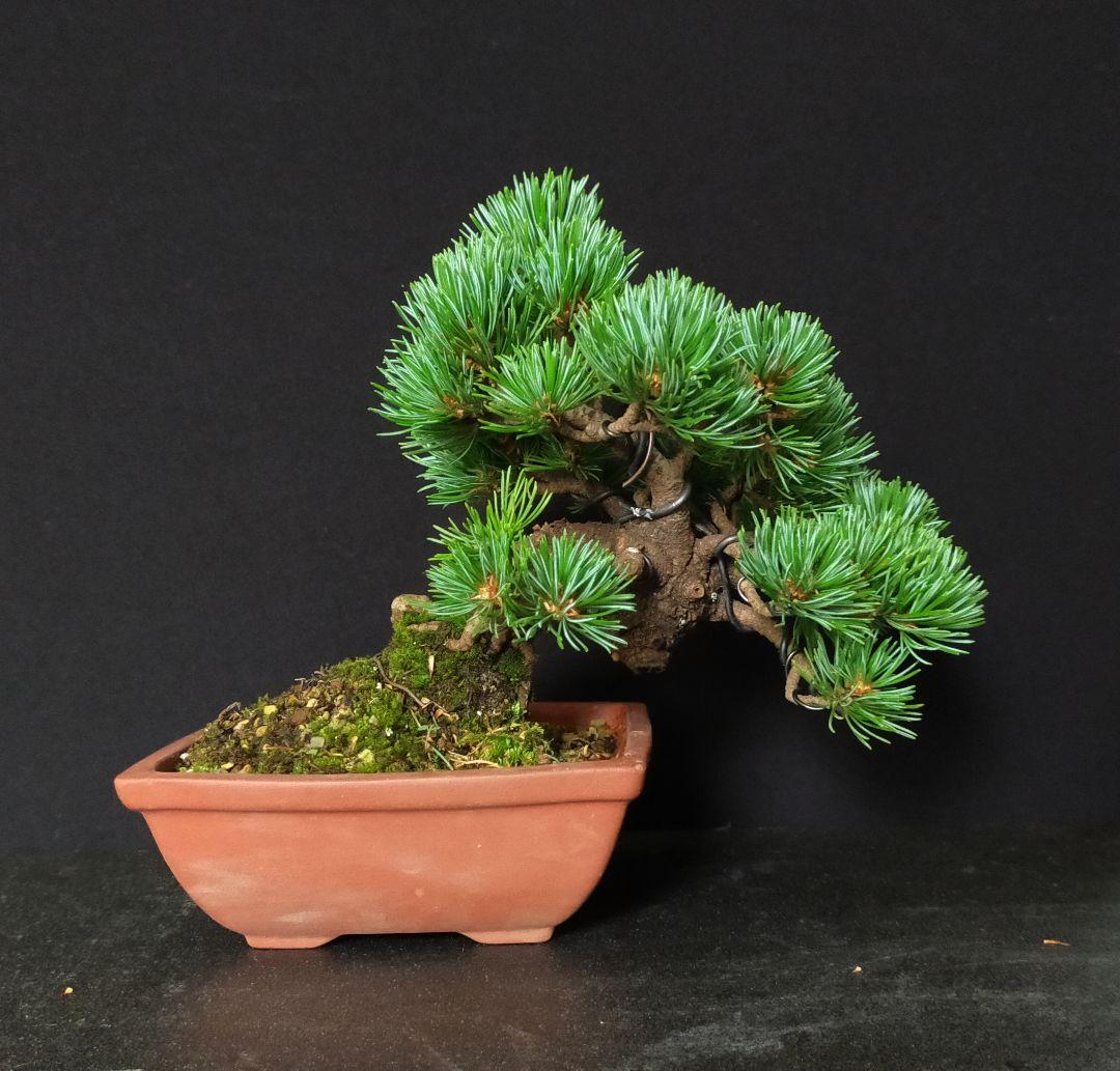 hachifusa goyomatsu