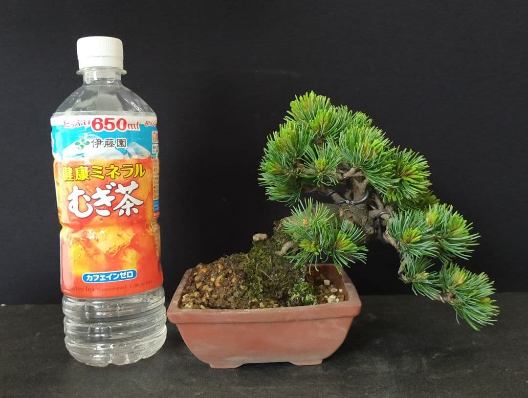 hachifusa goyomatsu