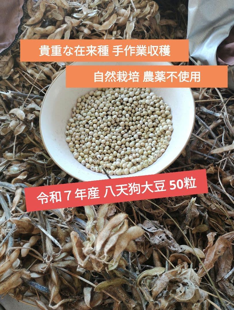 Hattengu Soybeans, 50 Seeds (Naturally Grown)