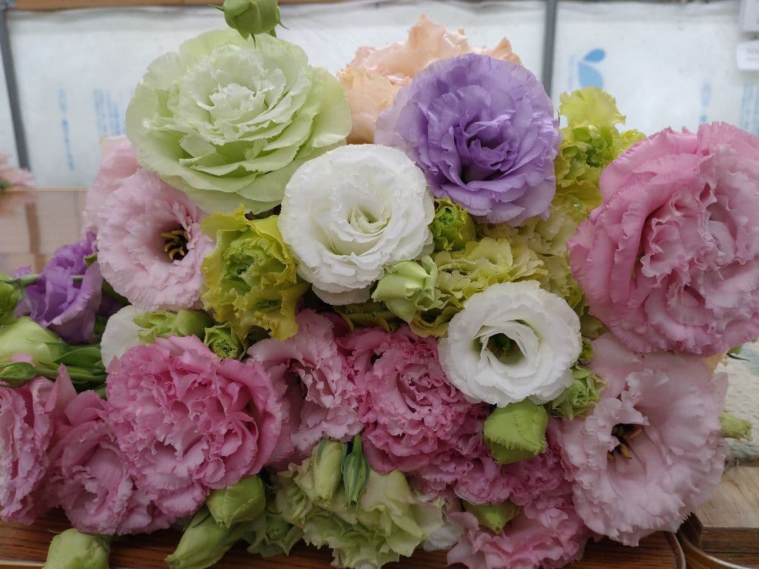 Lisianthus, Fresh Cut Flowers, 100 Stems